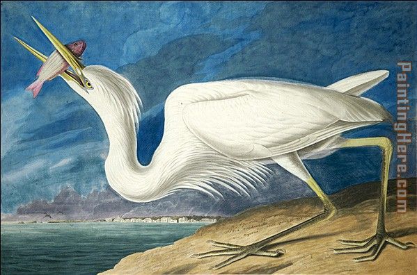 Great White Heron